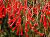 Russelia-equisetiformis