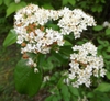 Viburnum rufidulum's flowers close up