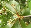 Rusty hairs on stem and leaf