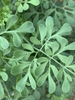 Compound leaves