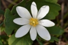 Sanguinaria canadensis