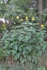 Form