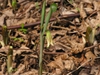U. sessilifolia
