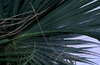 Sabal palmetto