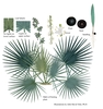 Color illustrations of the technical details of this species.