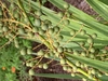 Unripe drupe
