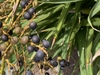 Drupes ripening to purple