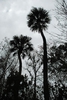 Form (Edgewater, FL)-Mid Winter