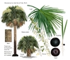 Color illustrations of the technical details of this species.