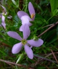Sabatia angularis