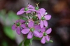 Sabatia angularis