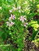 Sabatia angularis