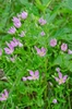 Sabatia angularis