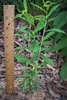 1 yr. Seedling - May - Durham Co., NC