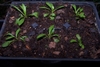 3 Month Seedlings - September - Durham Co., NC