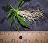 5 Month Seedling & Roots - November - Durham Co., NC