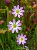 Pink many-petaled flowers with yellow eyes.