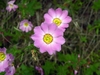 Pink many-petaled flowers with yellow eyes.