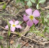 Pink flower with yellow centers.  Style protruding from one.
