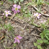 Close up of pink flower with yellow center and stamens.