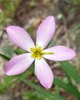 Close up of pink flower with yellow center and stamens.