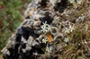 Sabulina michauxii