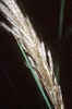 Plume close up