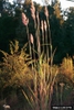 Form