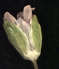 Sagina decumbens