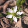 Sagina decumbens flower