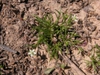 Growth Habit