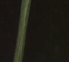 Sagina decumbens