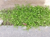 Sagina procumbens form in between walkway