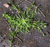 Growth Habit