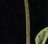 Stem