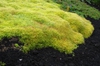 Sagina subhirtella 'Aurea' Form Closeup