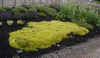 Sagina subhirtella 'Aurea' Form