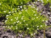 Sagina subulata 'Aurea'