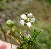 Flower and fruit