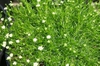 Form