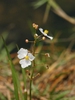 Sagittaria lancifolia