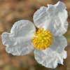 Sagittaria lancifolia