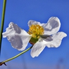 Sagittaria lancifolia