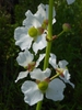 Sagittaria lancifolia