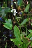 Sagittaria lancifolia