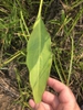 Leaf closeup