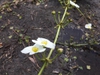 Flowers and stems