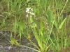 Form