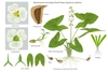 Color illustration of the technical details of this species.