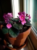 Potted plant by window with pink flowers with yellow anthers.